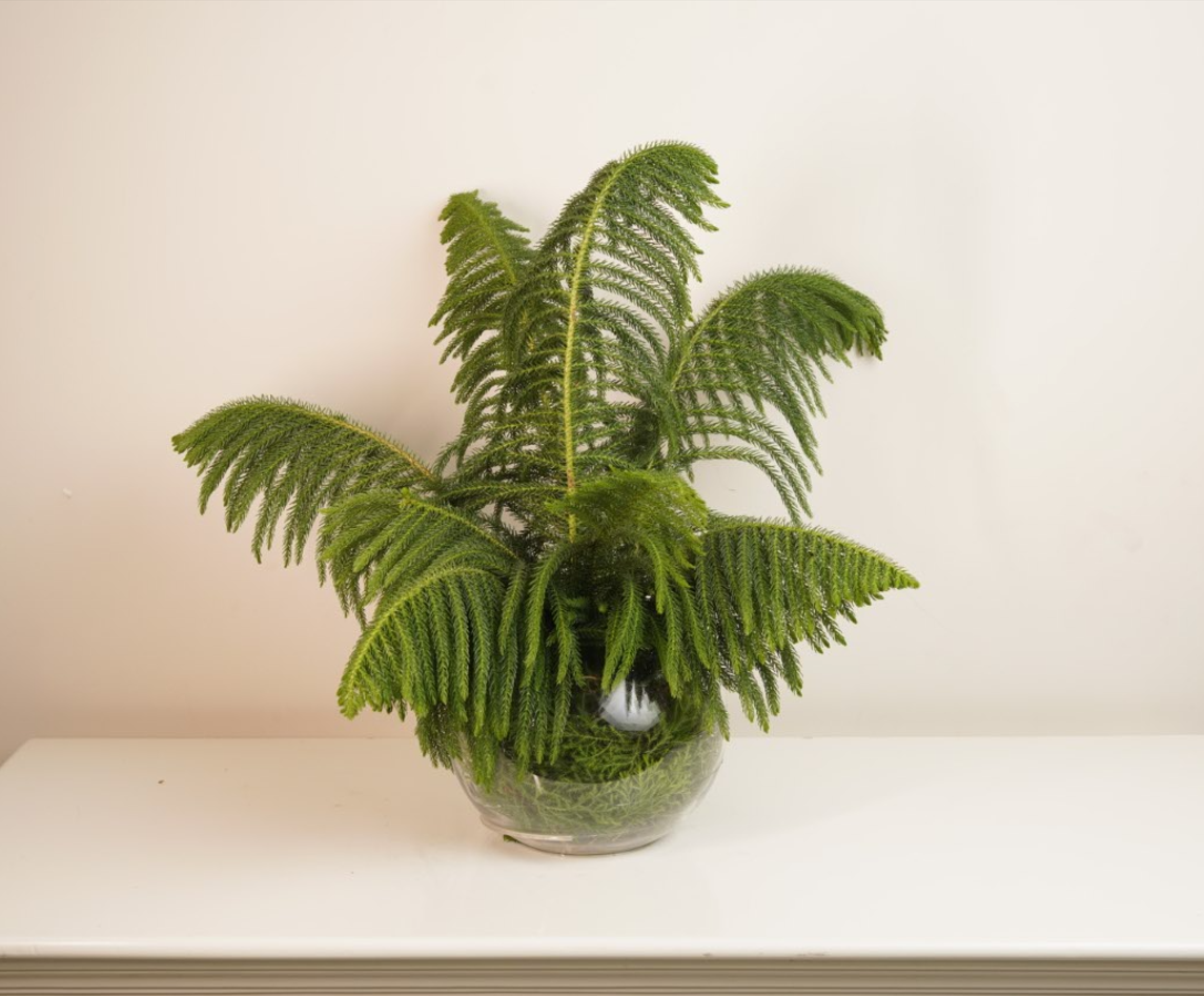 Araucaria