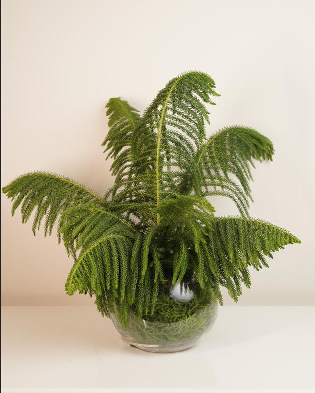 Araucaria