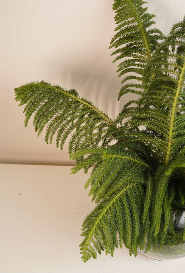Araucaria