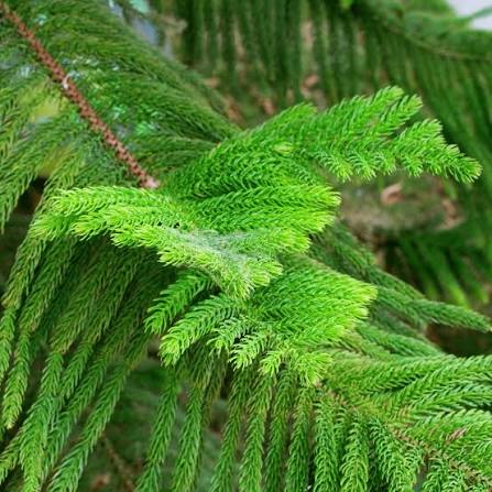 Araucaria