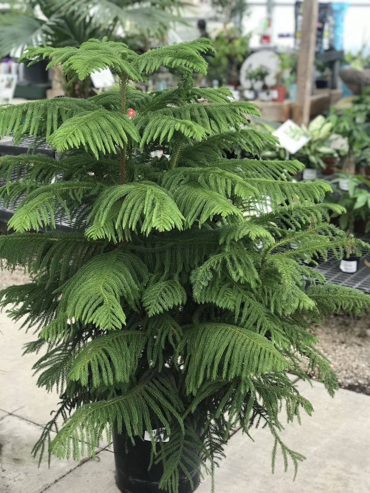 Araucaria