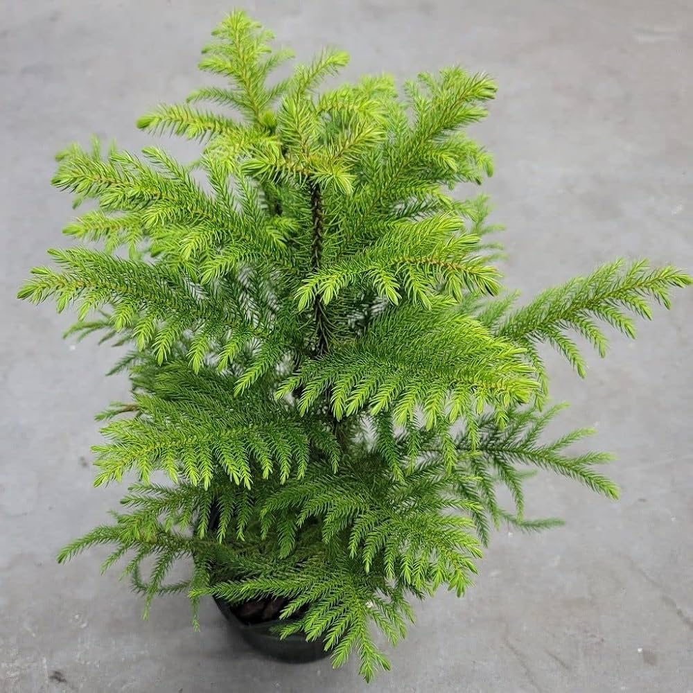 Araucaria