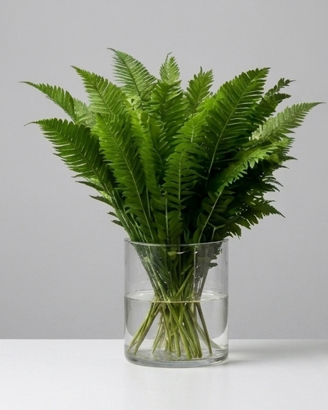 Areca Palm