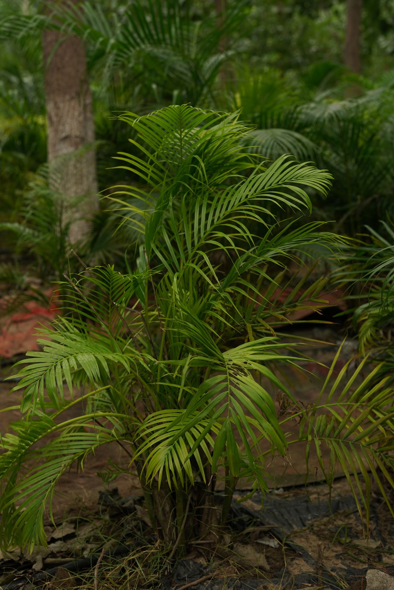 Areca Palm