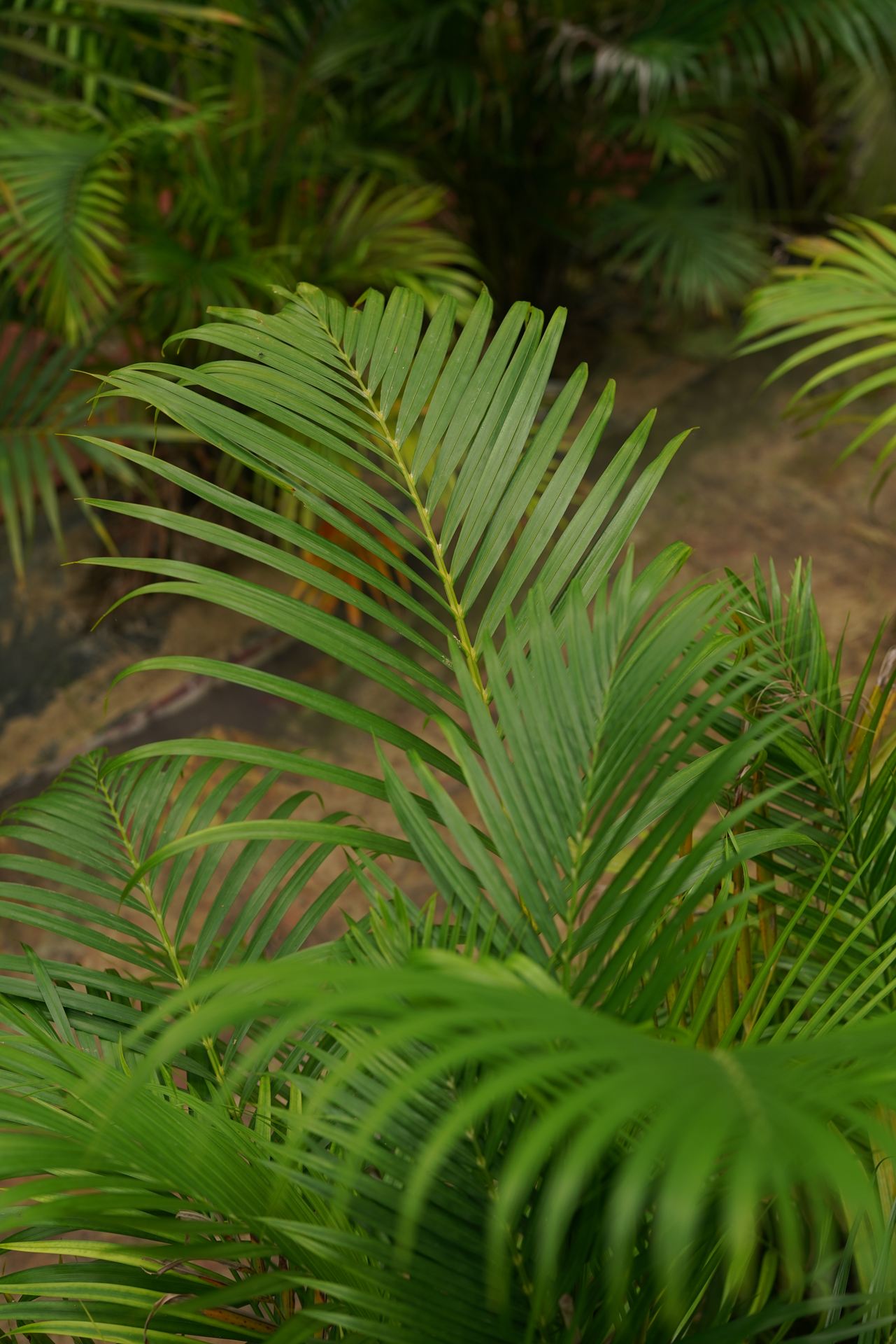 Areca Palm