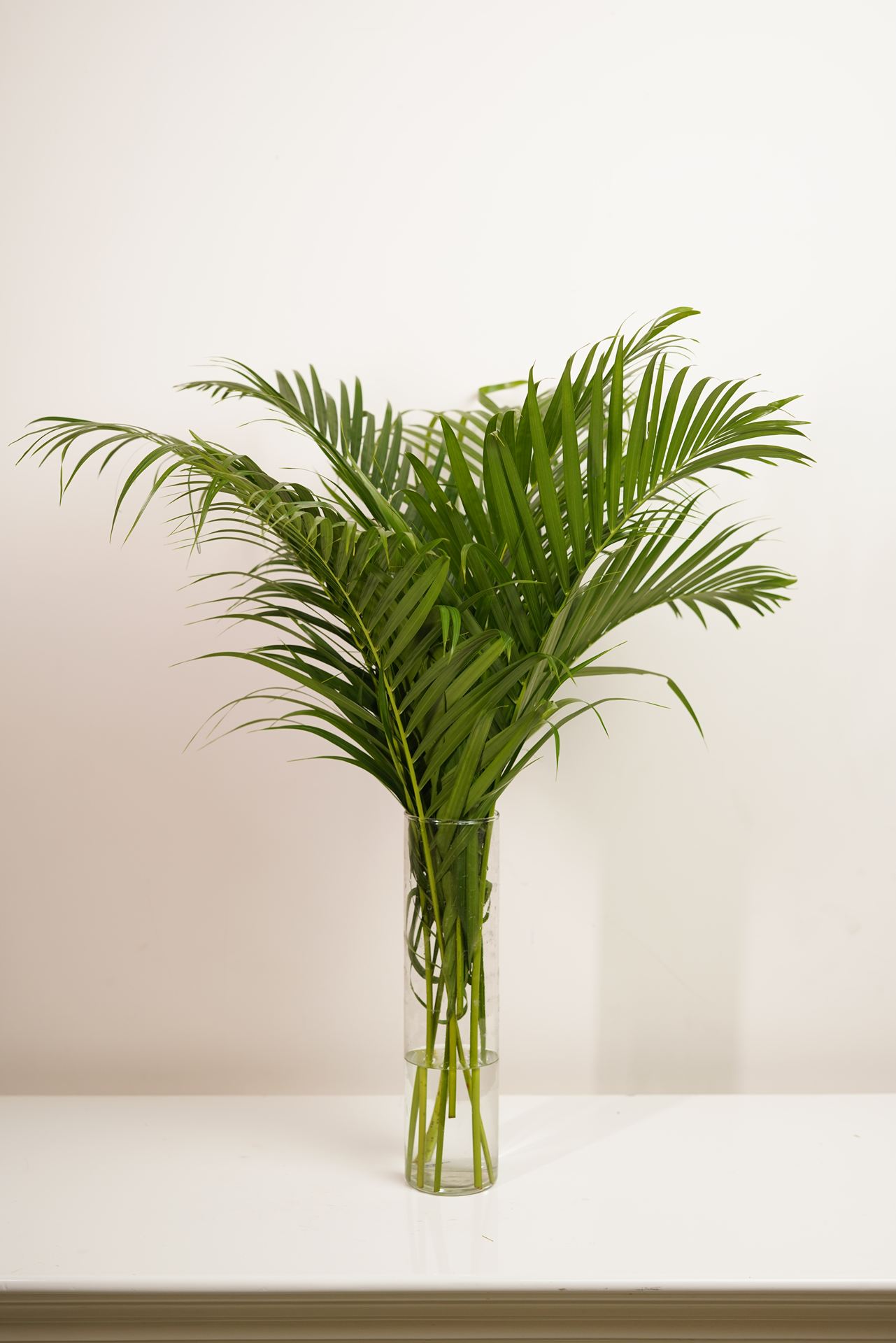 Areca Palm