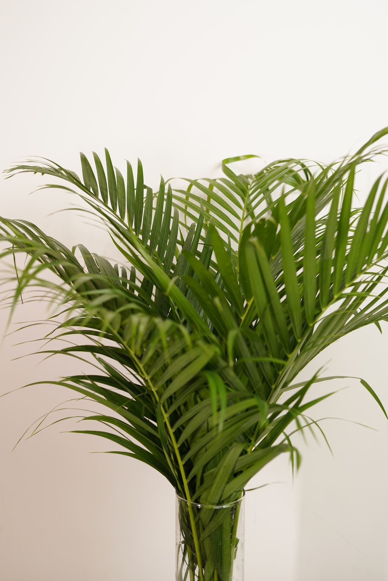 Areca Palm