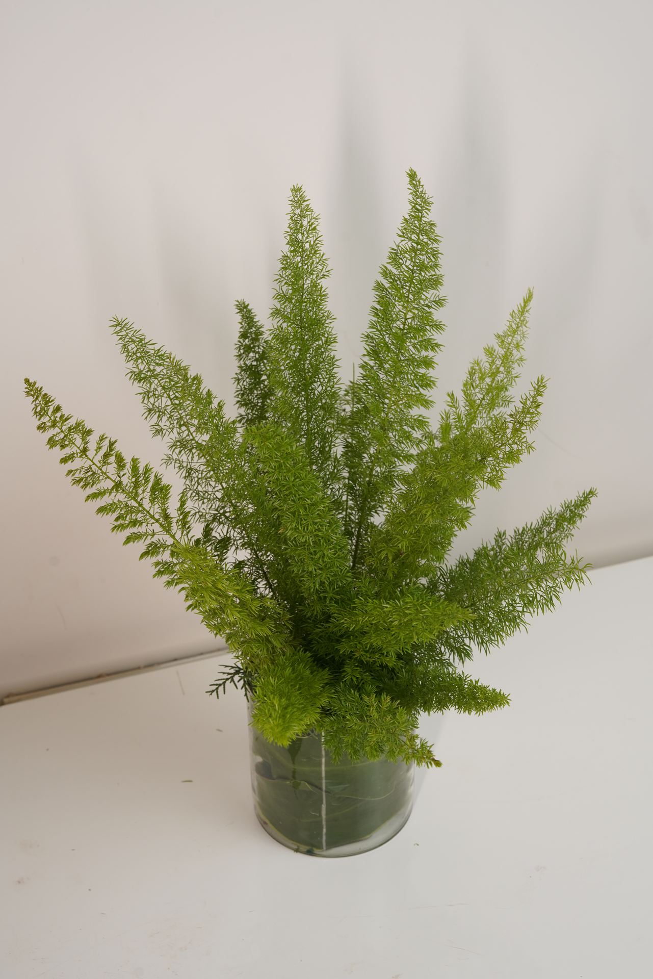 Asparagus