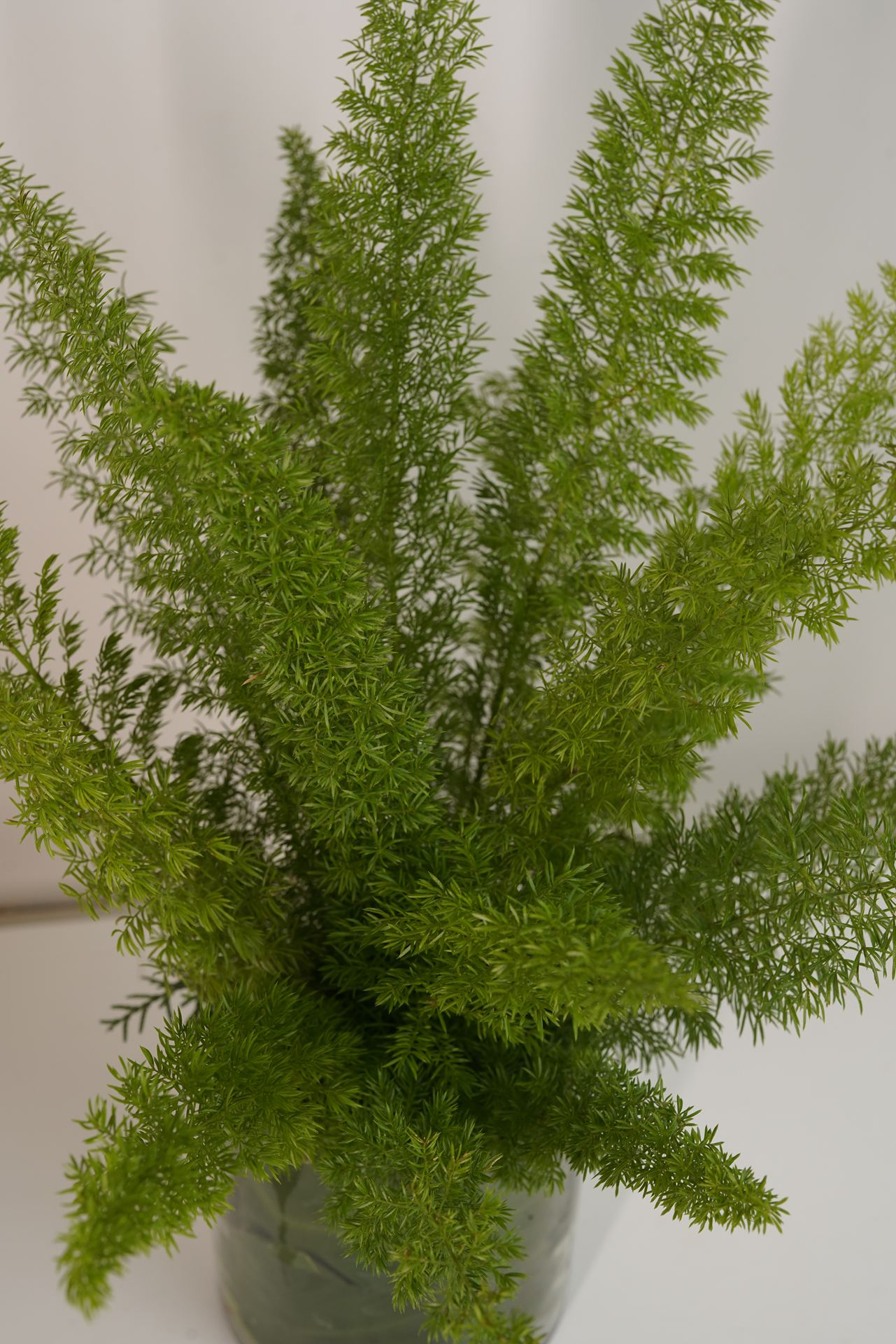 Asparagus