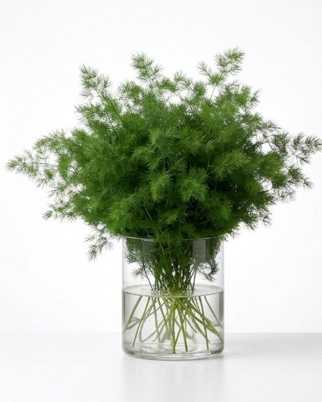 Asparagus