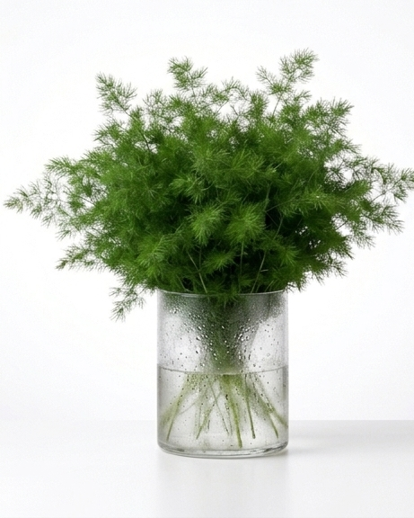 Asparagus
