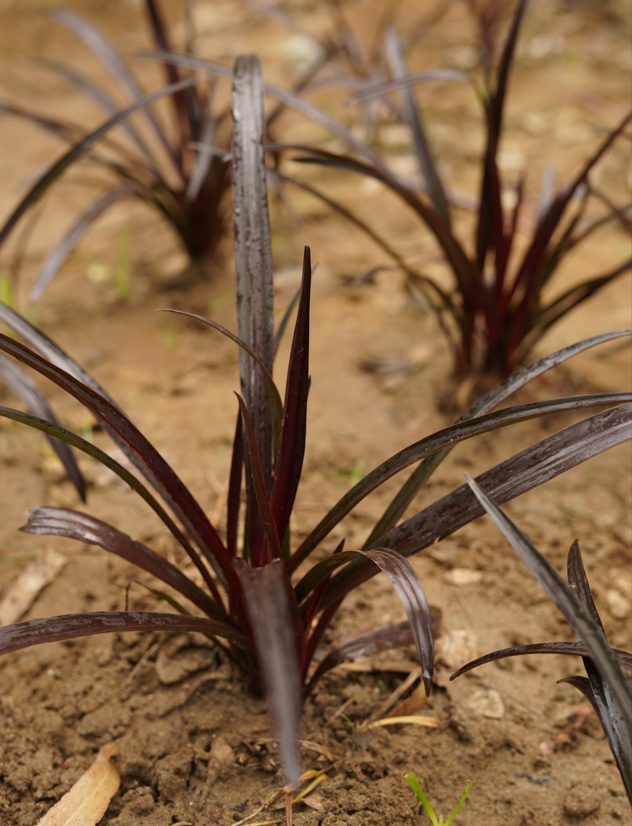 Crinum Lily