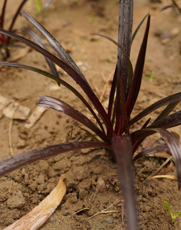 Crinum Lily