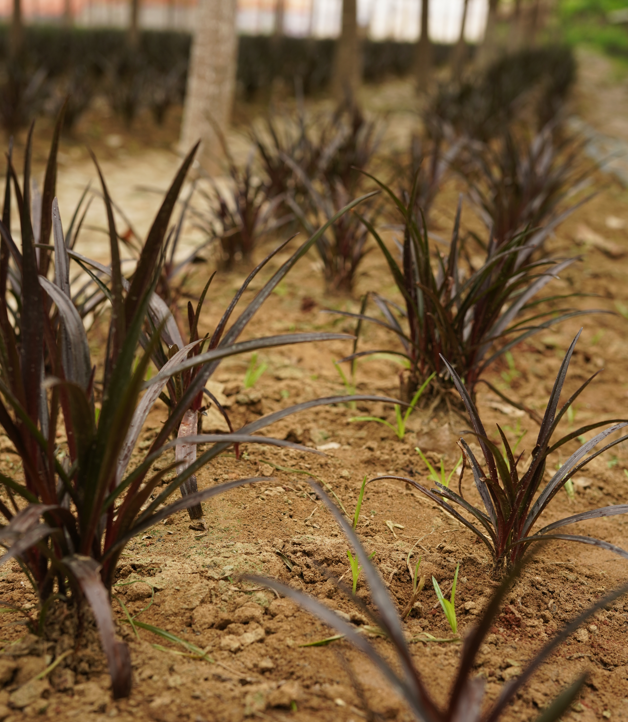 Crinum Lily