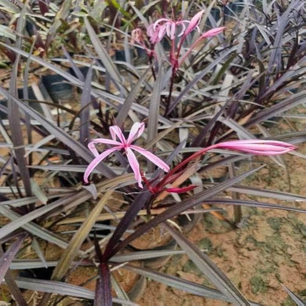 Crinum Lily