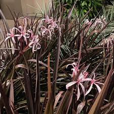 Crinum Lily