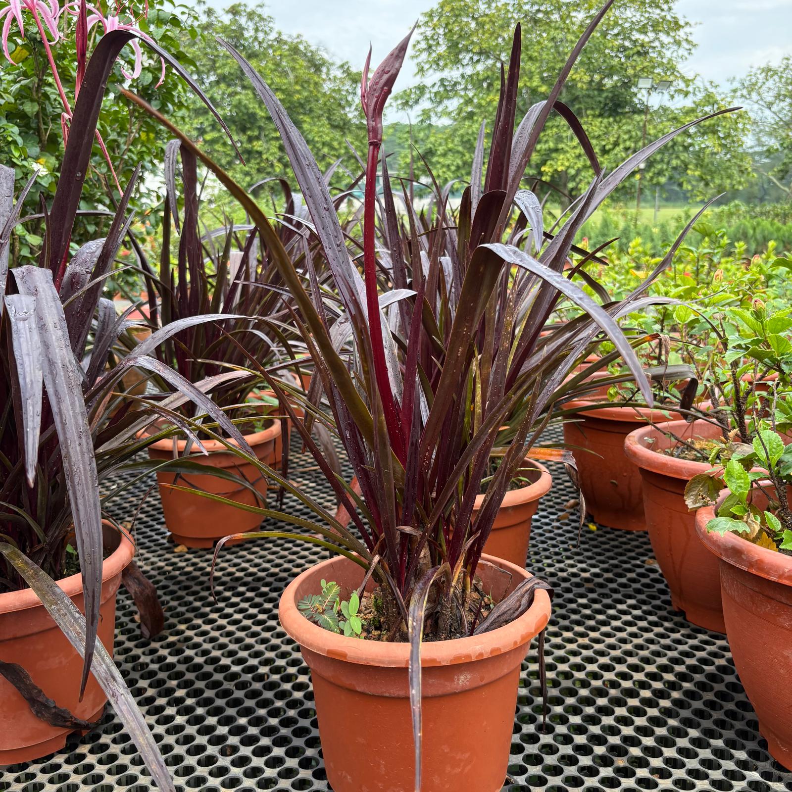 Crinum Lily