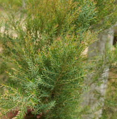 Cupper Bottle Brush