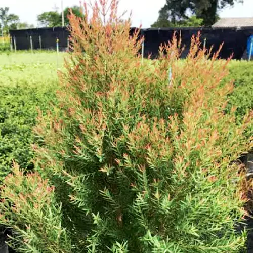 Cupper Bottle Brush