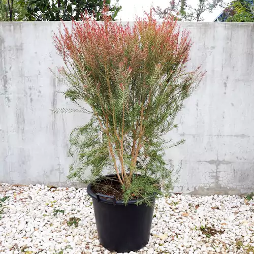 Cupper Bottle Brush