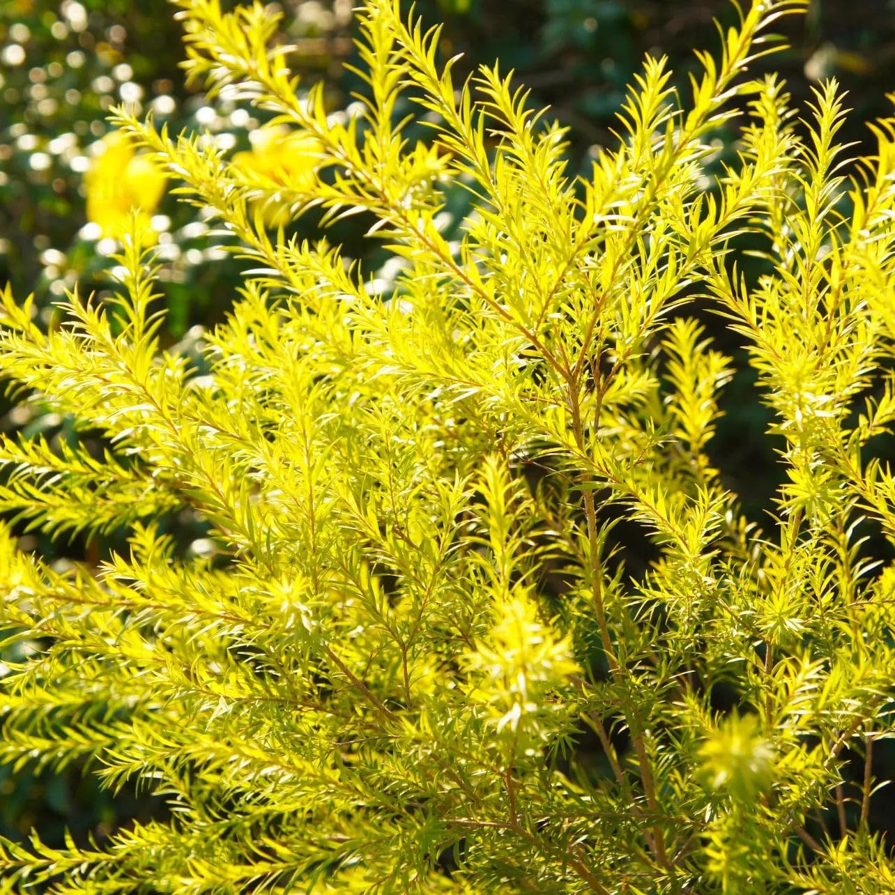 Cupper Bottle Brush
