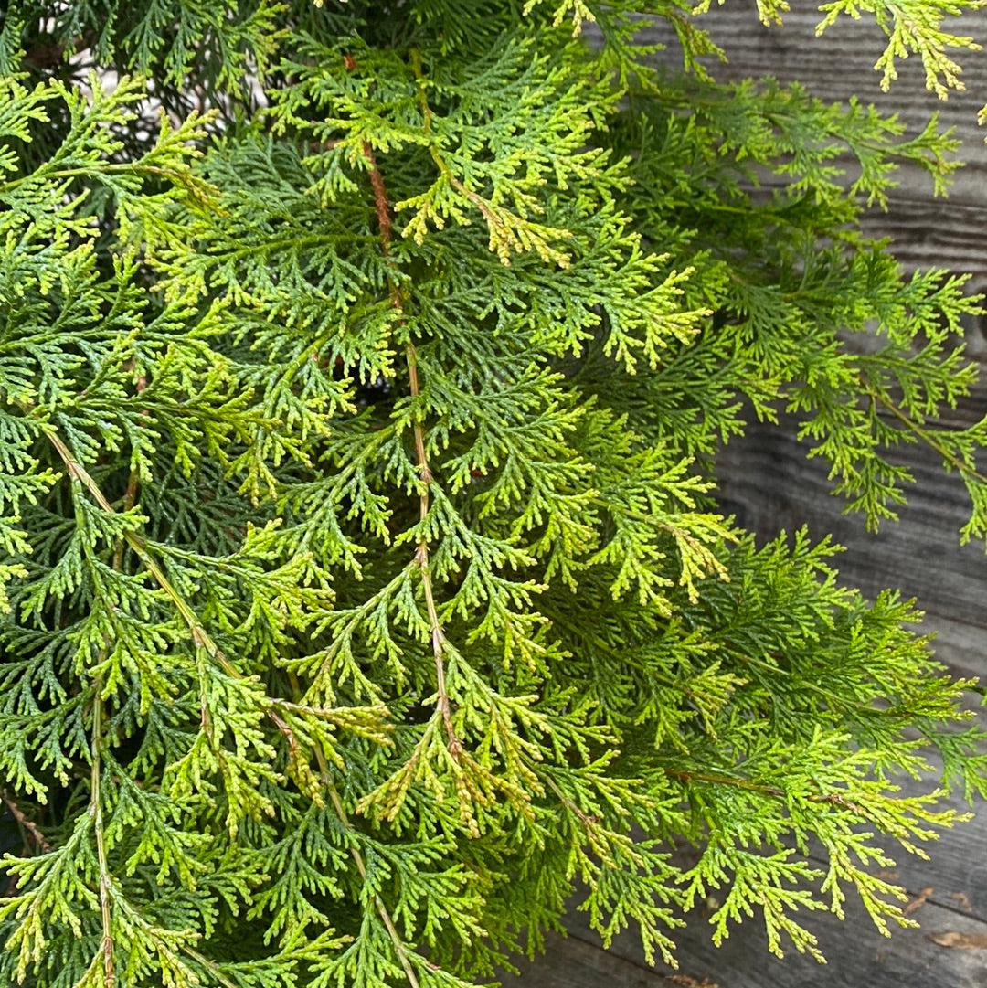 Cypress
