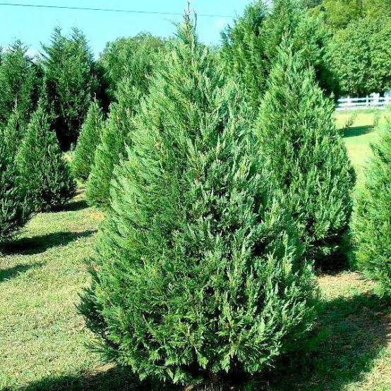 Cypress