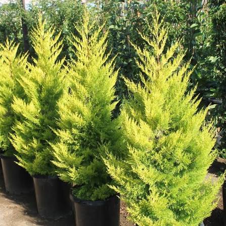 Cypress