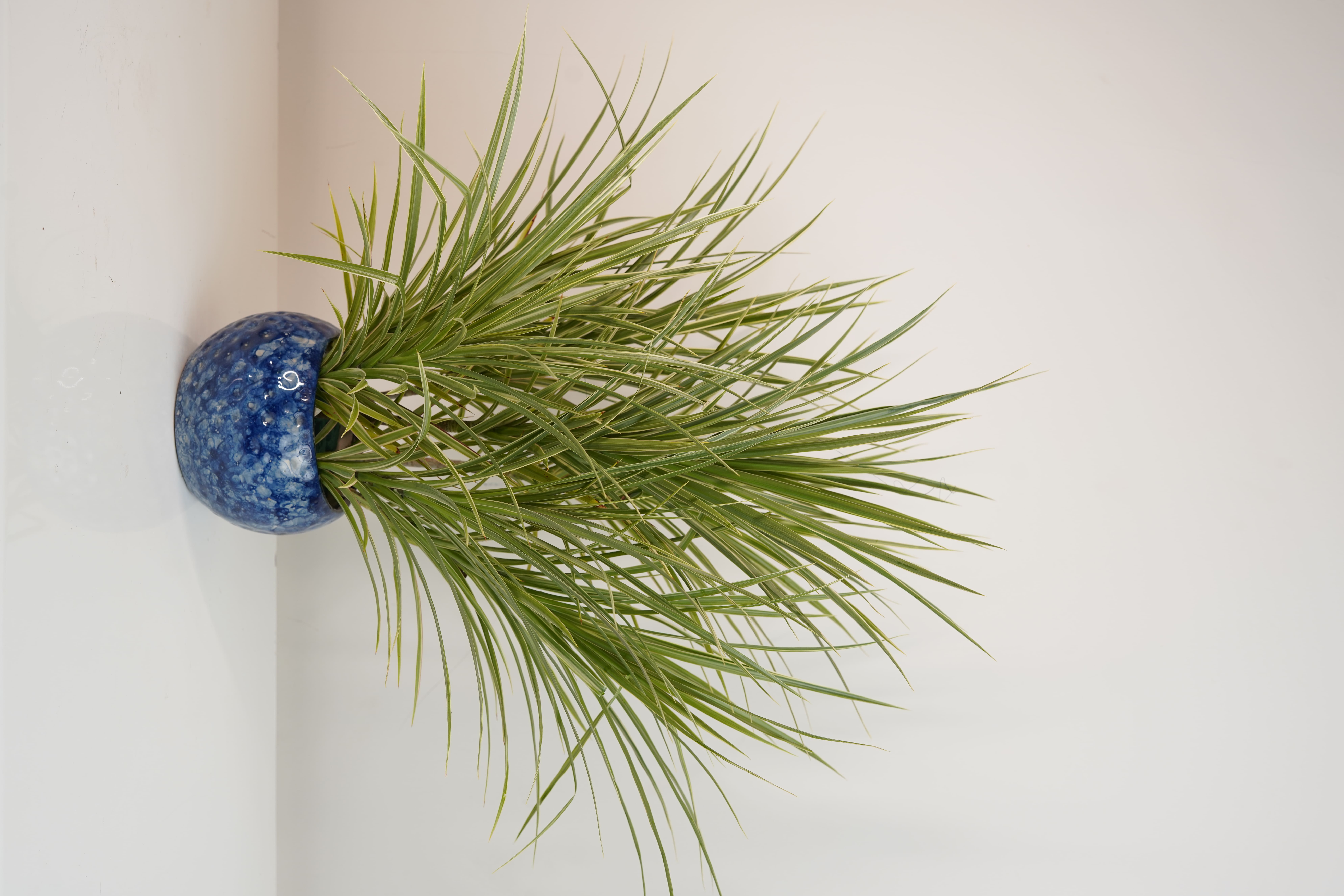 Dracaena Colorama Green