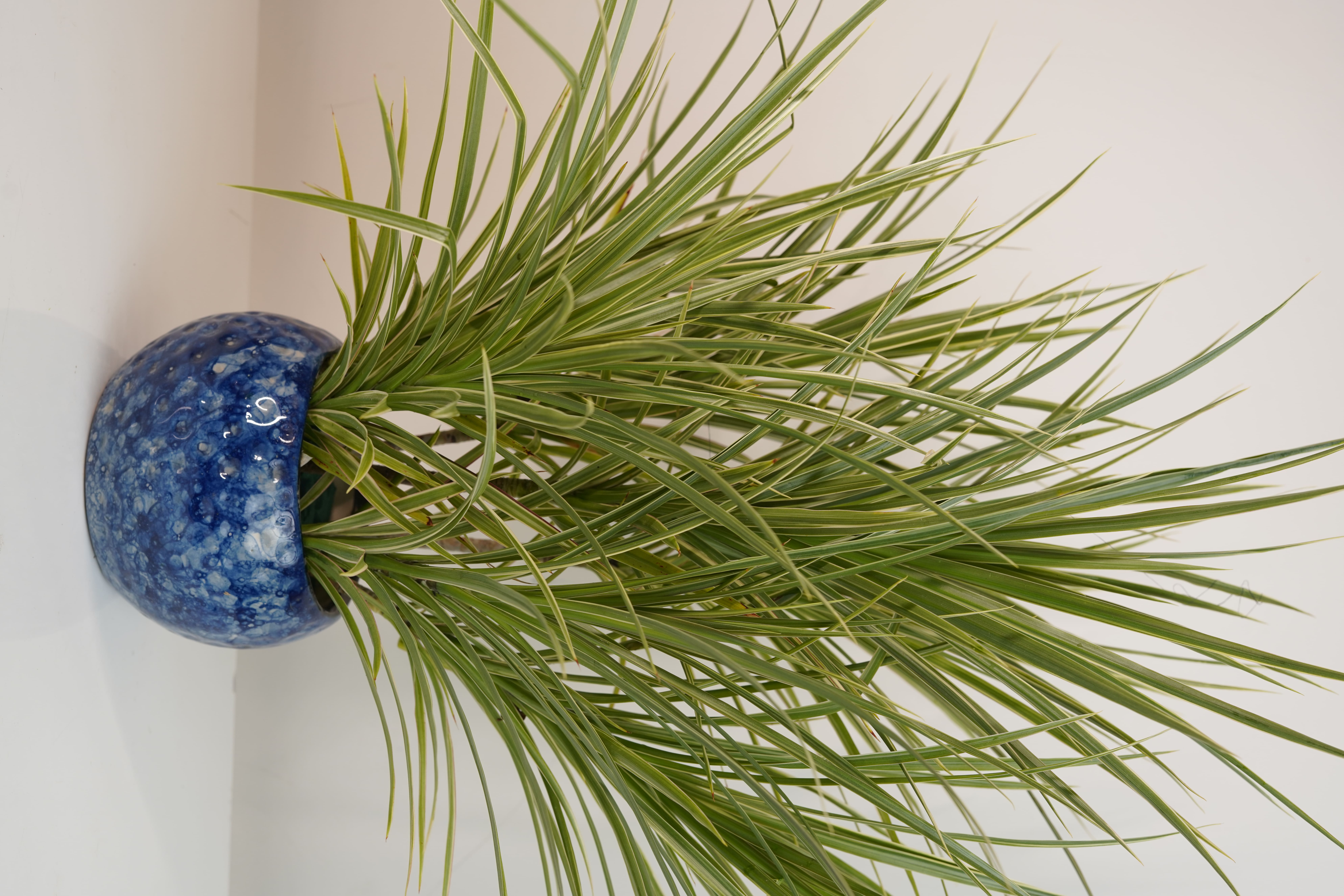 Dracaena Colorama Green