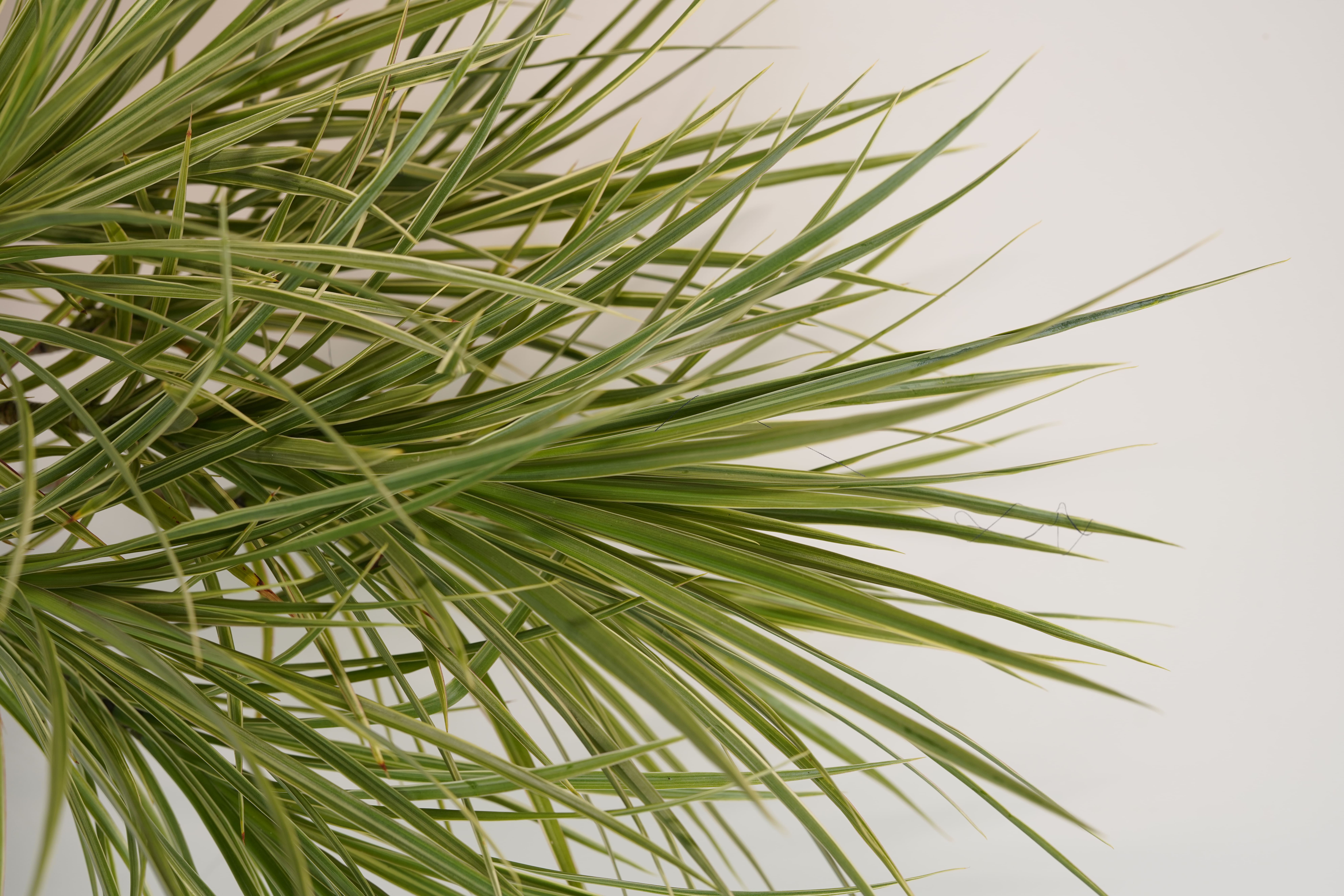 Dracaena Colorama Green