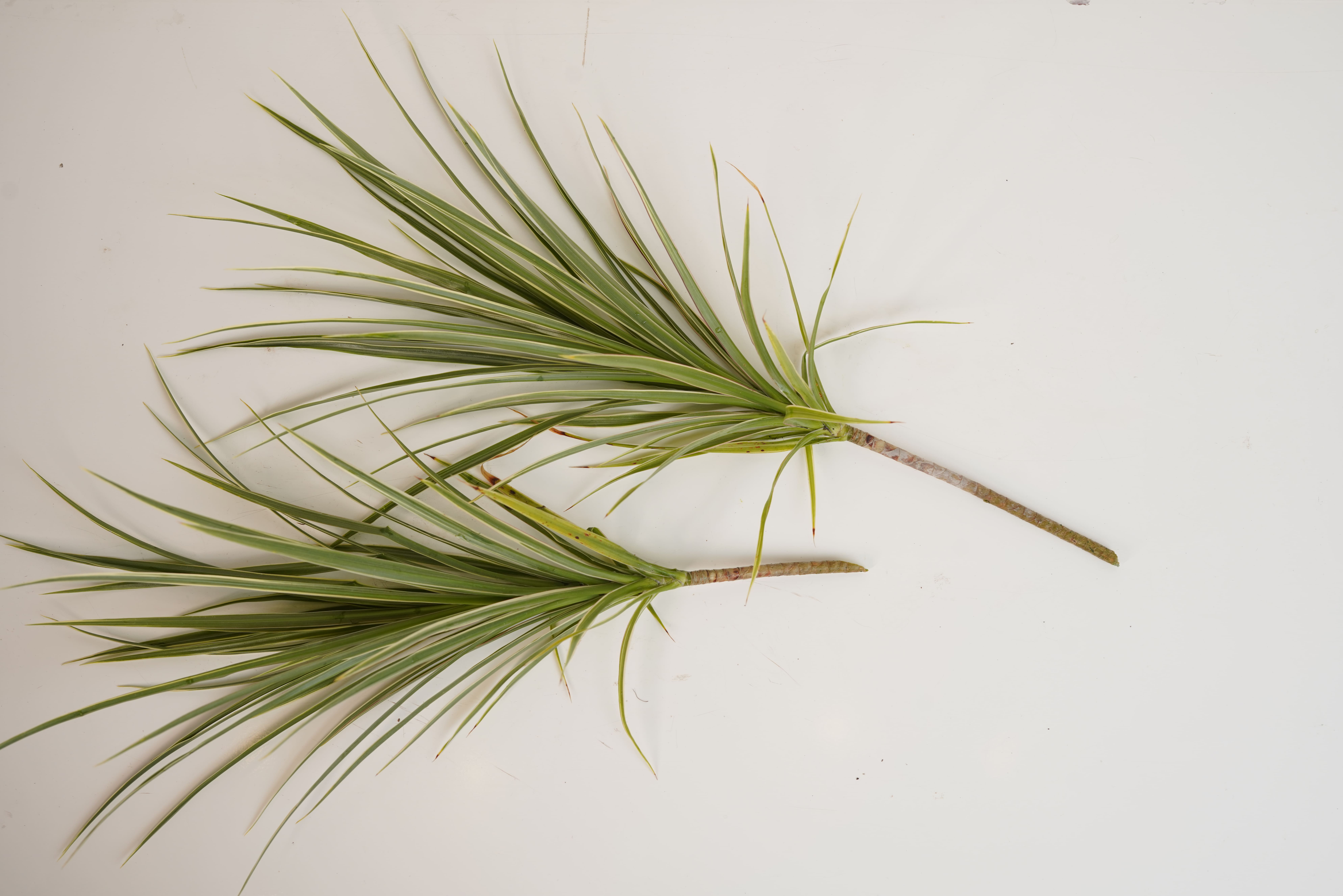 Dracaena Colorama Green