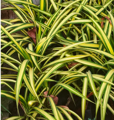 Dracaena Colorama Green