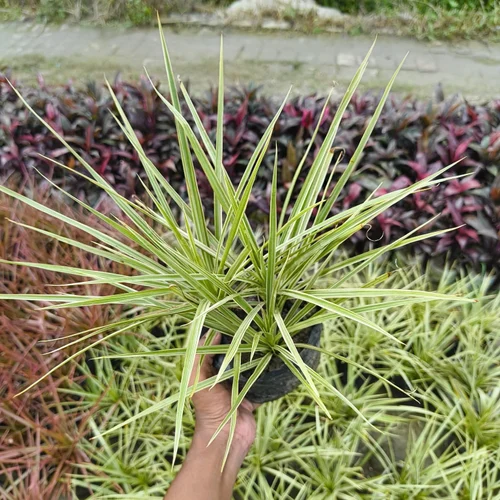 Dracaena Colorama Green