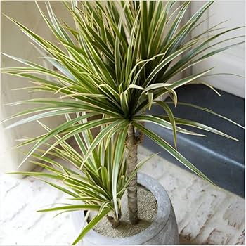 Dracaena Colorama Green