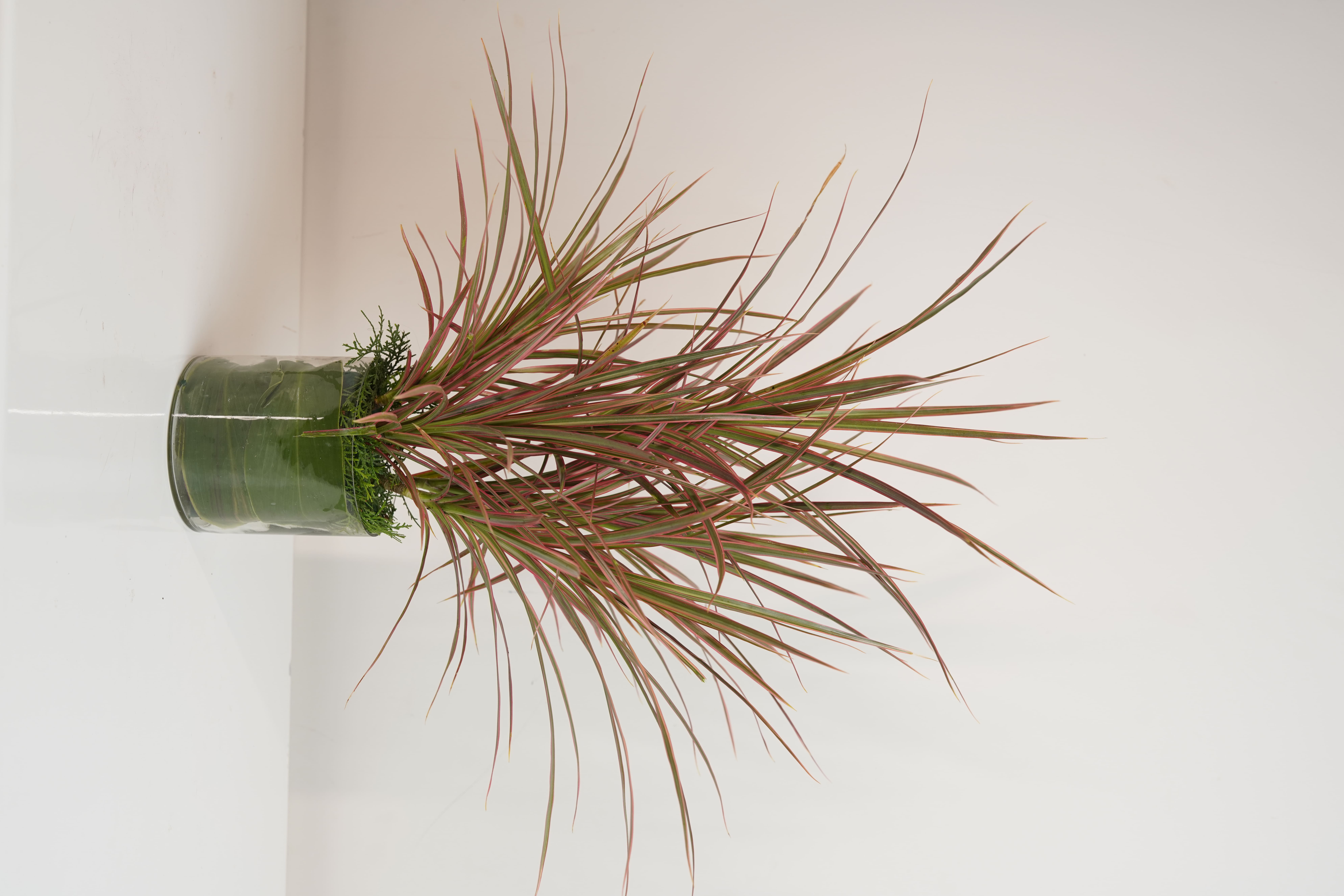 Dracaena Colorama Red