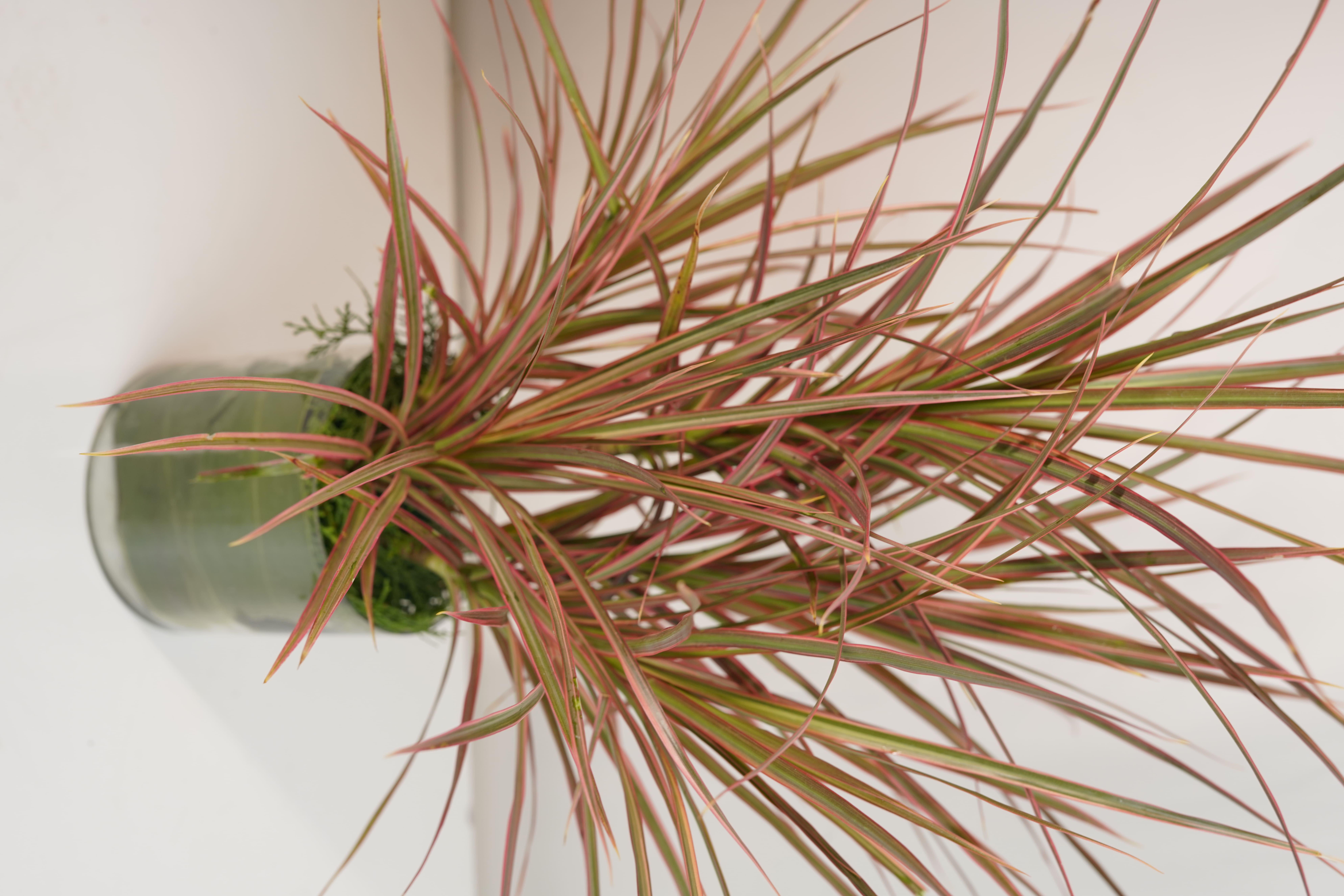 Dracaena Colorama Red
