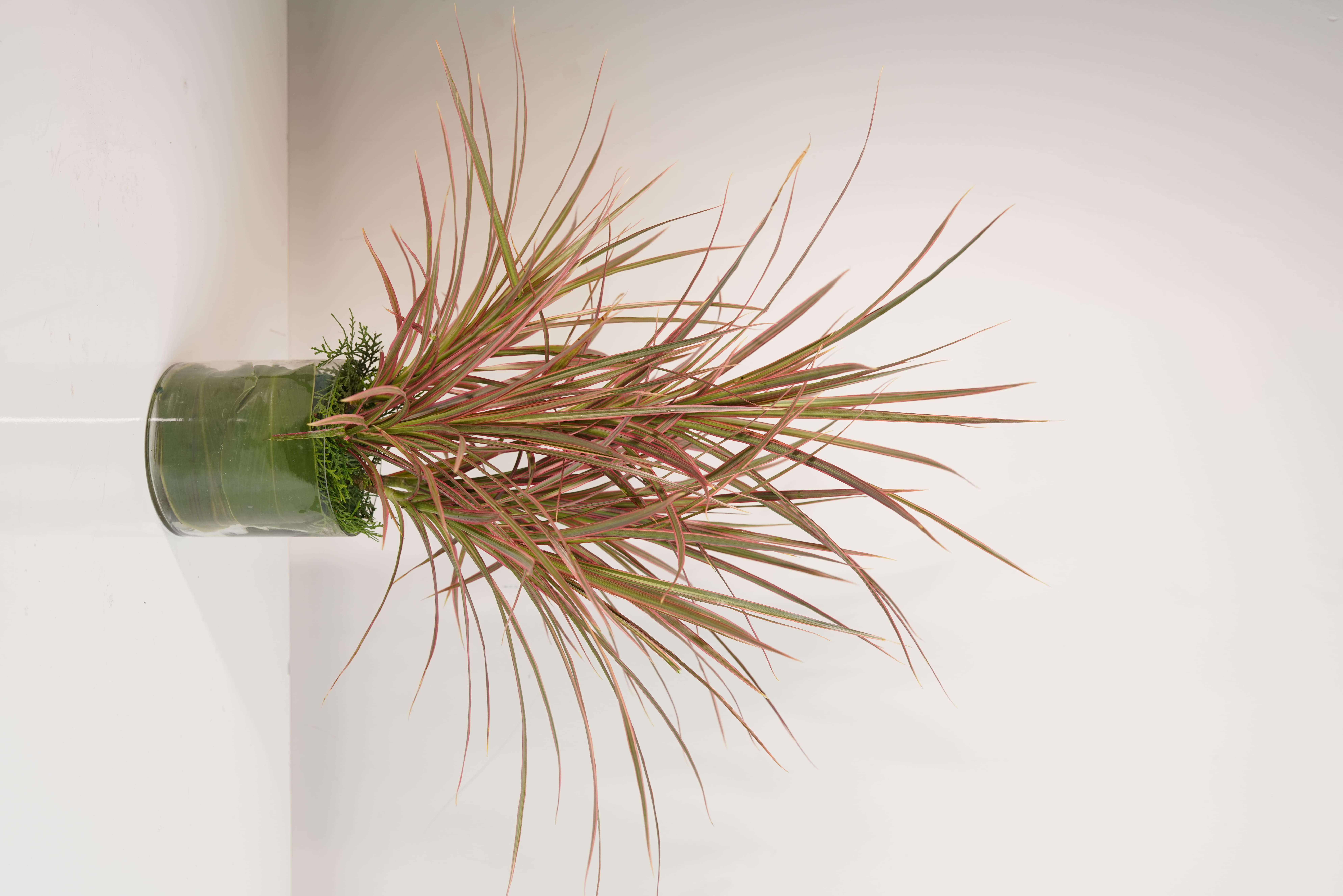Dracaena Colorama Red