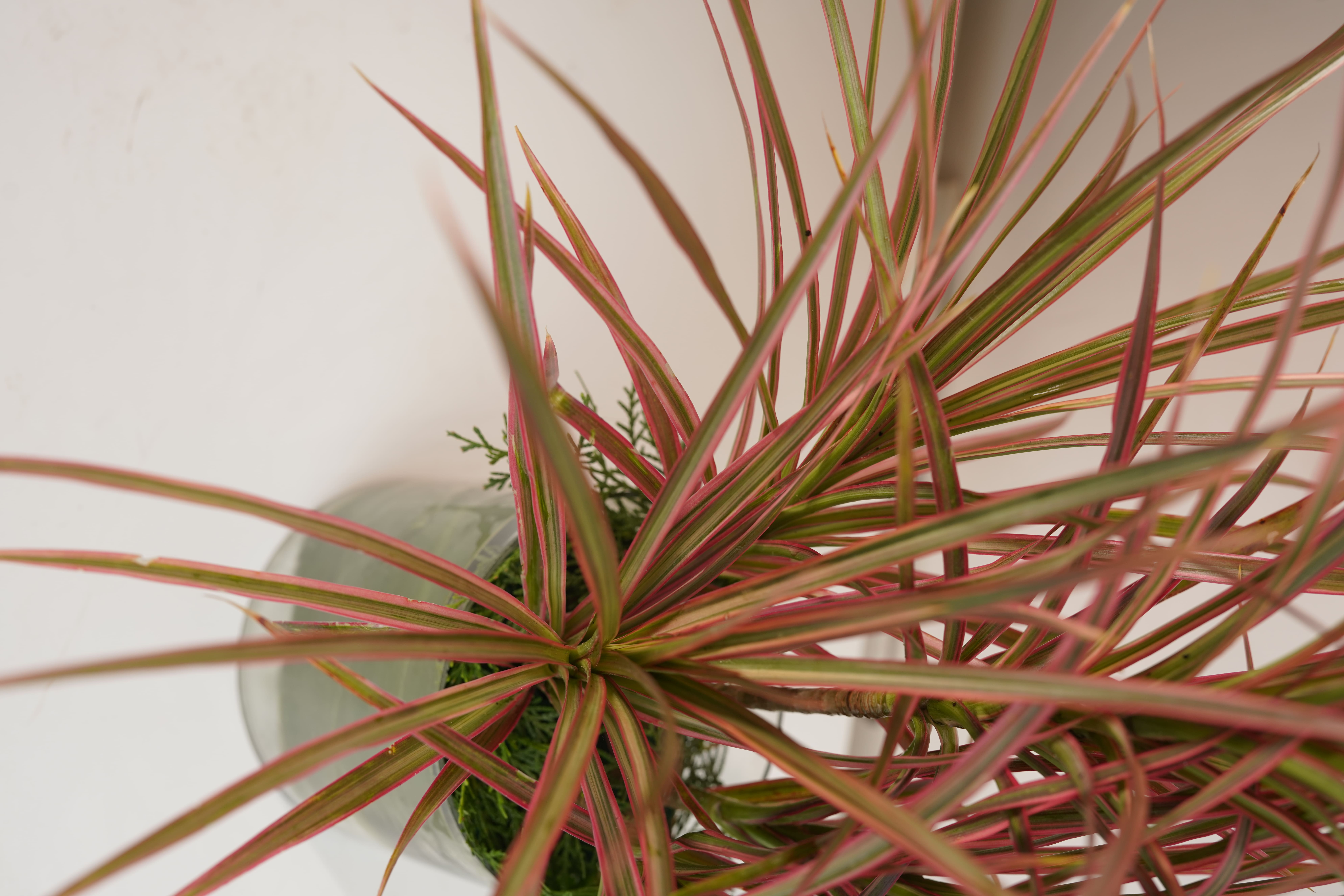Dracaena Colorama Red