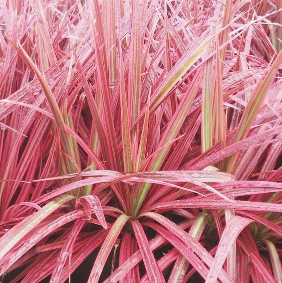 Dracaena Colorama Red