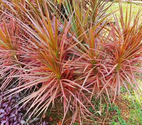 Dracaena Colorama Red