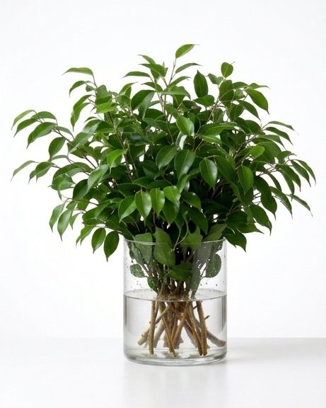 Ficus