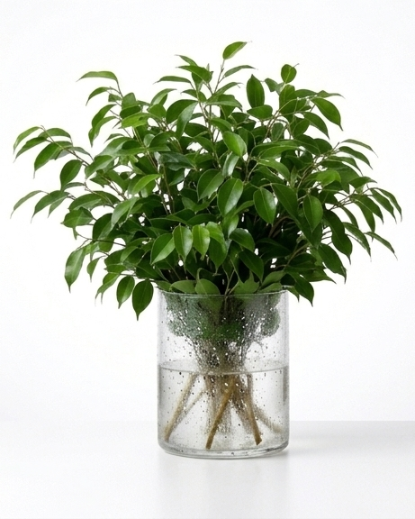 Ficus