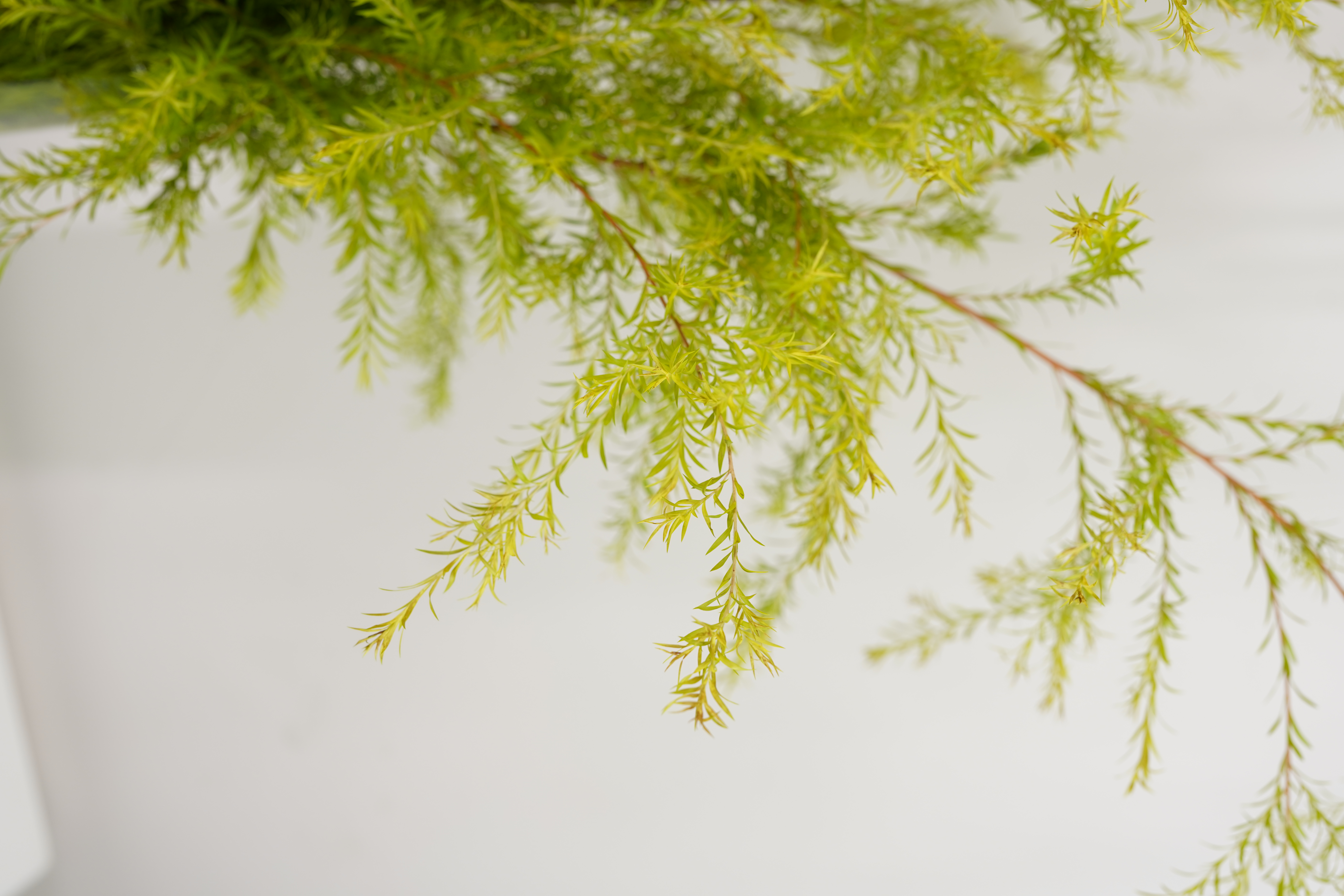 Golden Bottle Brush