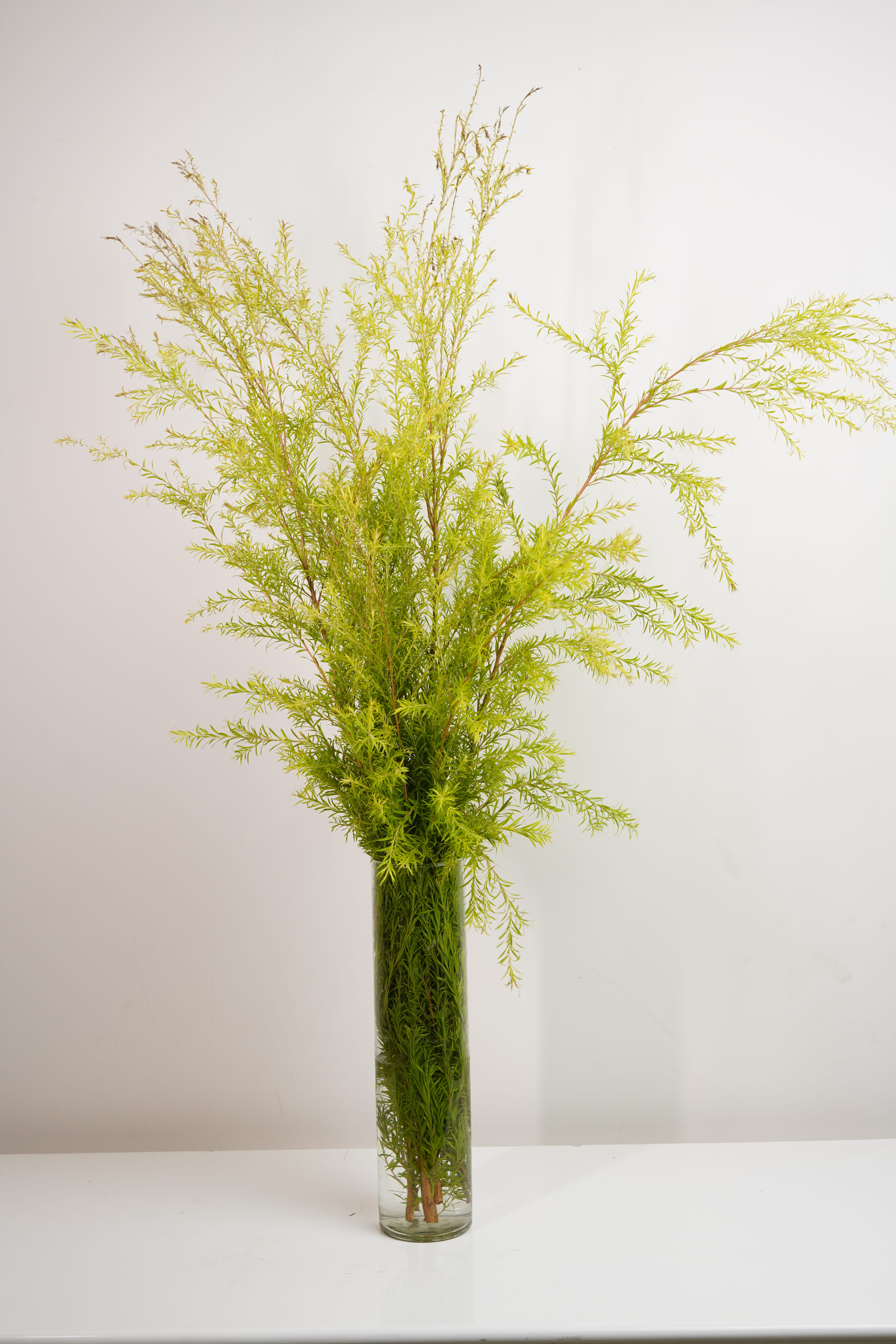 Golden Bottle Brush