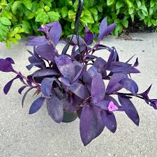 Purple Heart
