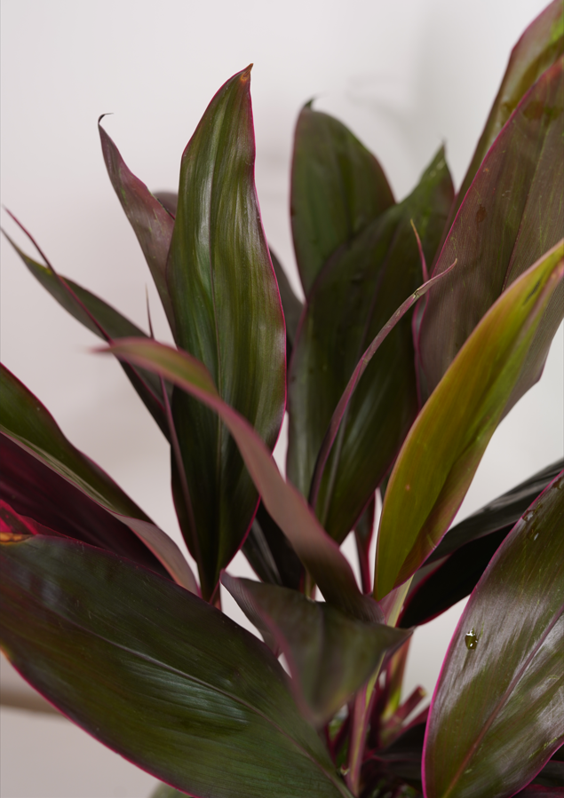 Red Dracaena Dark