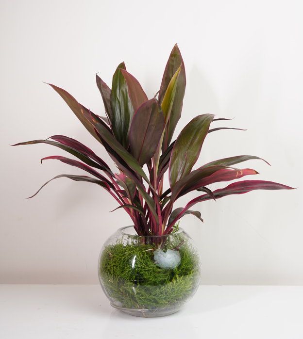 Red Dracaena Dark