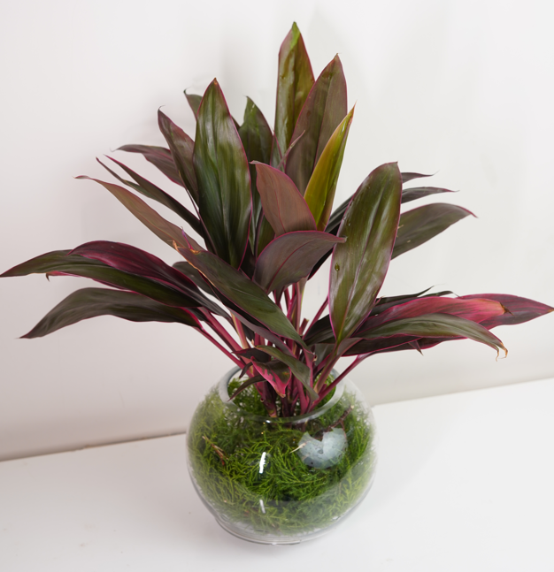 Red Dracaena Dark