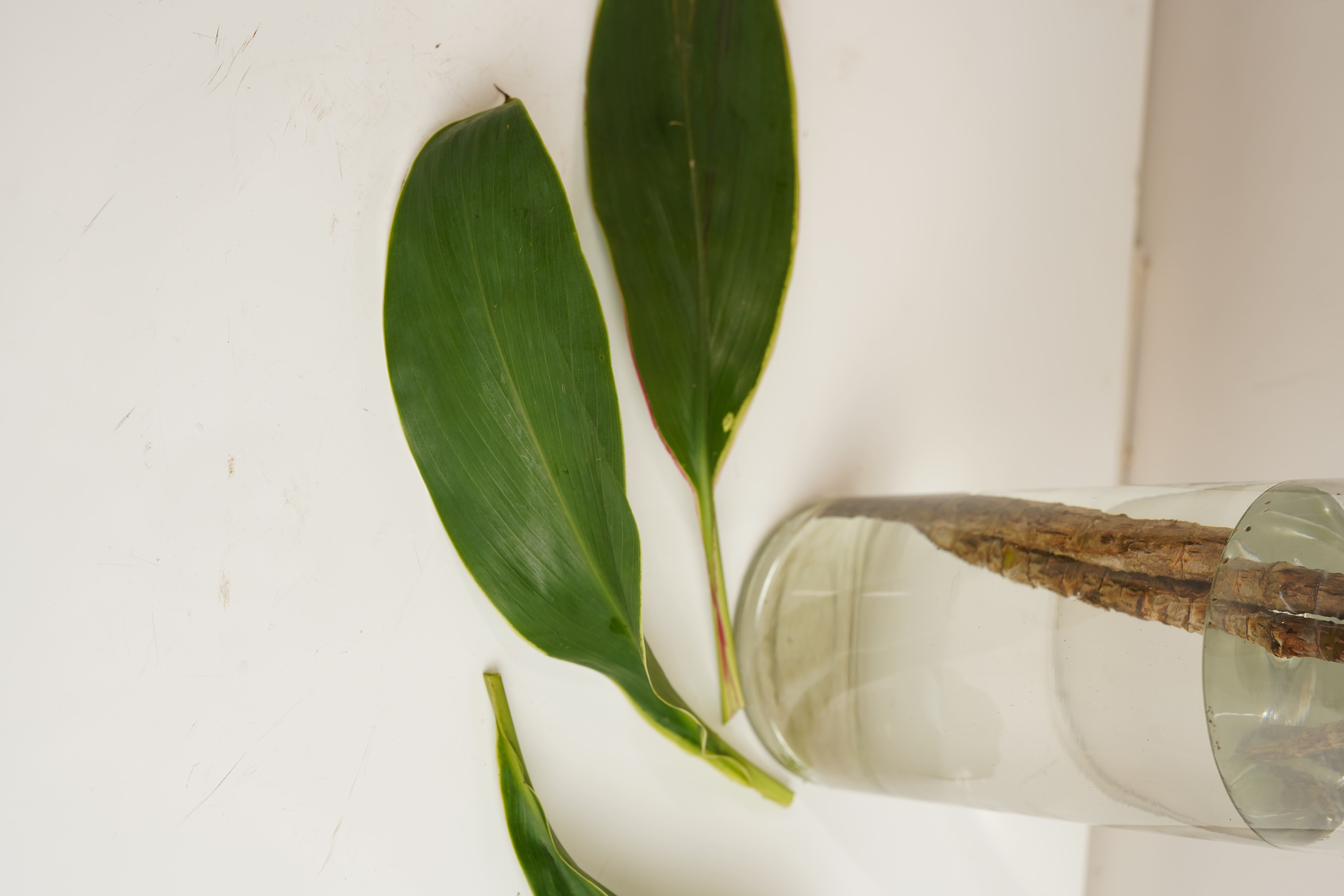 Red Dracena